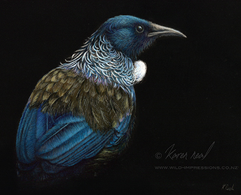 Tui New Zealand bird print
